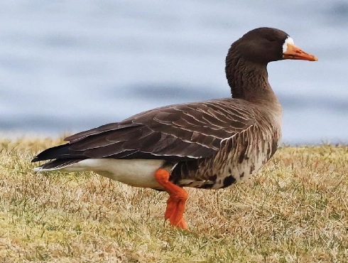 Greater White-fronted Goose